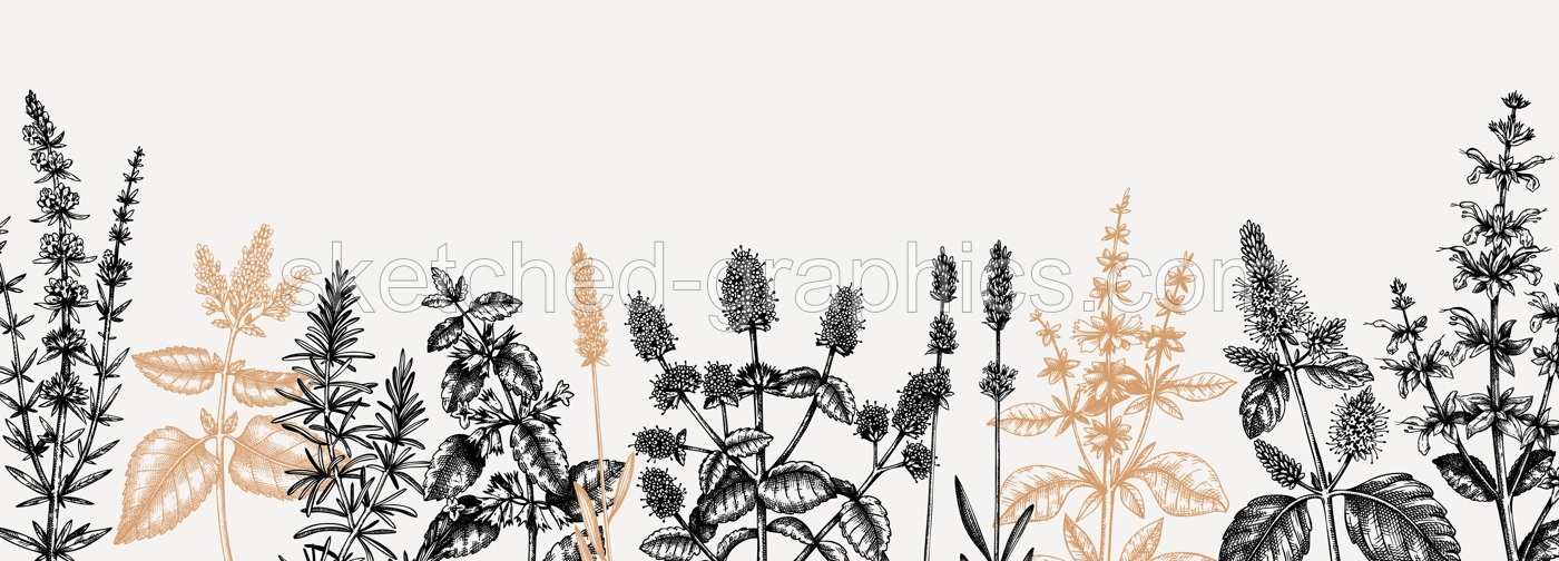 Mints. Hand drawn medicinal herbs banner design. Vector mint plants sketches. Vintage summer herbs template. Botanical background with floral elements in engraved style. Herbs outlines Illustration